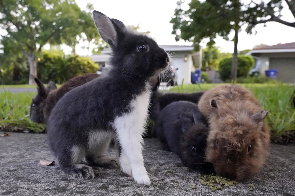 Fuzzy invasion of domestic rabbits has a Florida suburb hopping into a hunt for new owners | News, Sports, Jobs - Vimarsana News